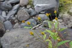 Spilanthes uliginosa